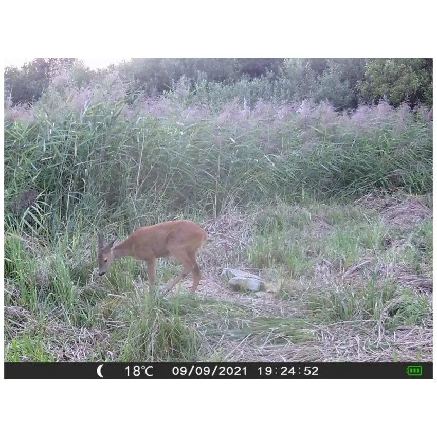 VAR_14893.jpg